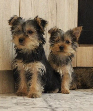 Yorkshire terrier