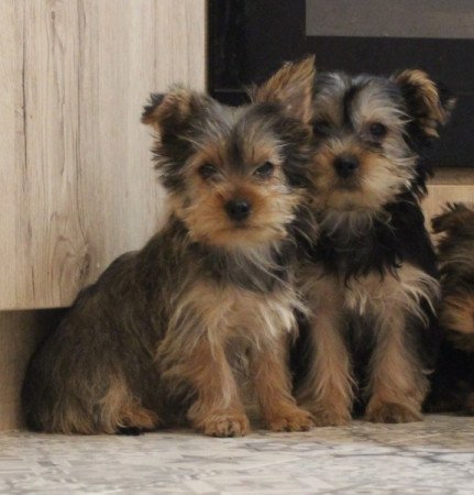 Yorkshire terrier