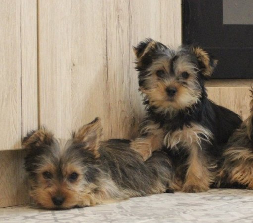 Yorkshire terrier