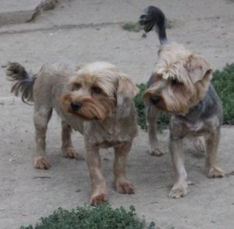 Yorkshire terrier