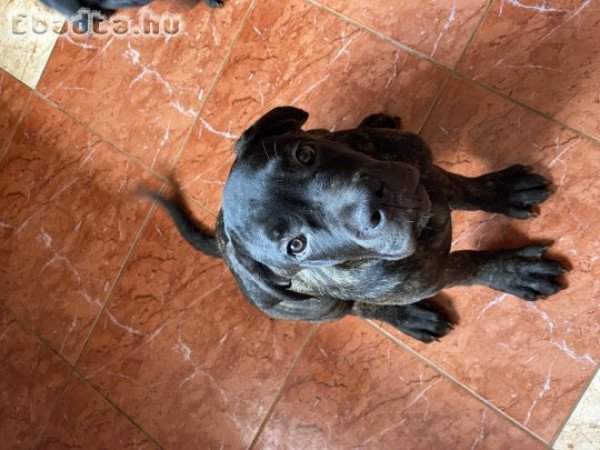 Cane Corso kiskutyák