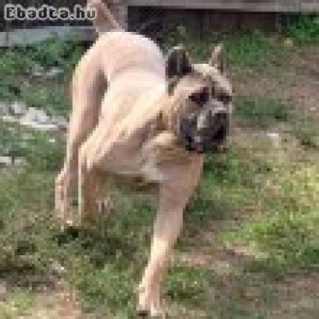 Cane Corso kiskutyák