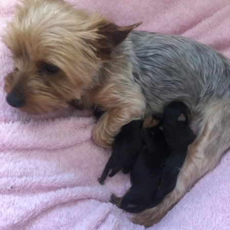 Yorkshire terrier