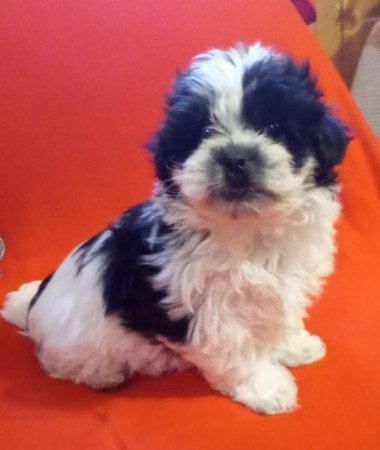 Biscon havanese