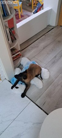 Belga Malinois