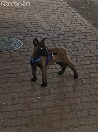 Belga Malinois