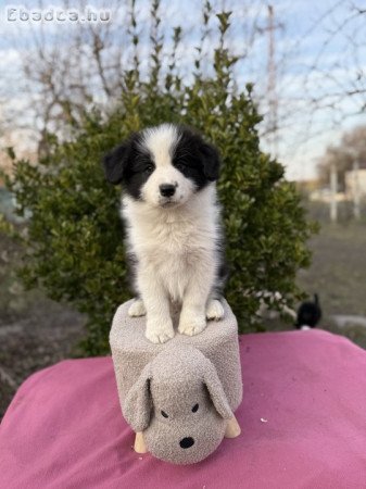 Border Collie Kan Tenyésztőtől Eladó