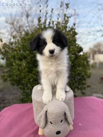 Border Collie Kan Tenyésztőtől Eladó