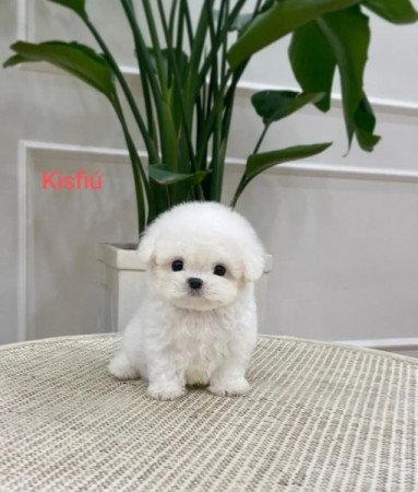 Maltipoo