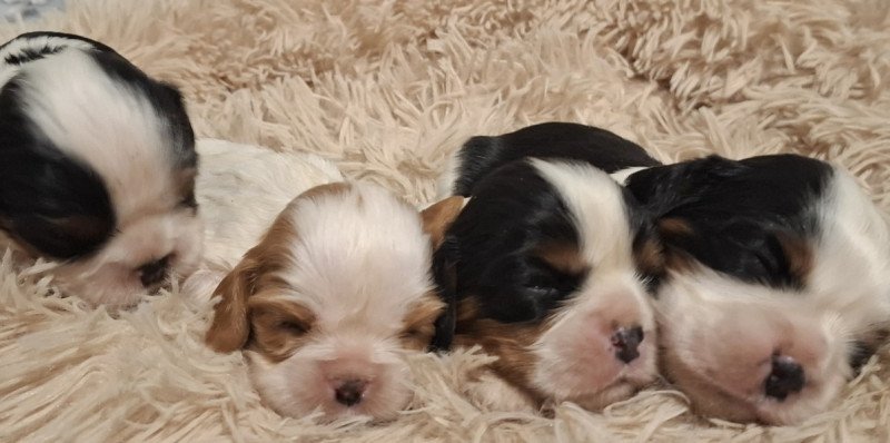 Cavalier King Charles spániel