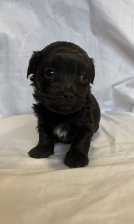 Bichon Havanese