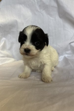 Bichon Havanese