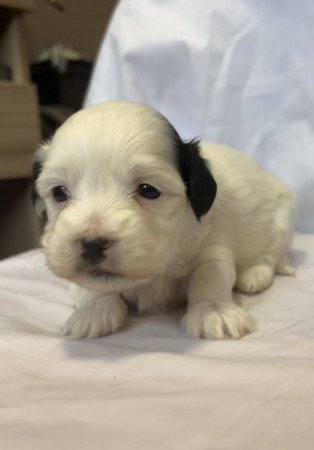 Bichon Havanese