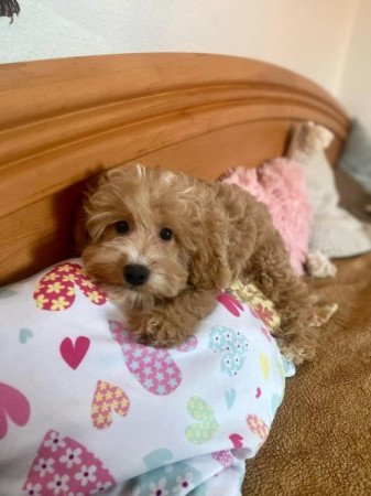 Maltipoo maltai selyem es torpe uszkar