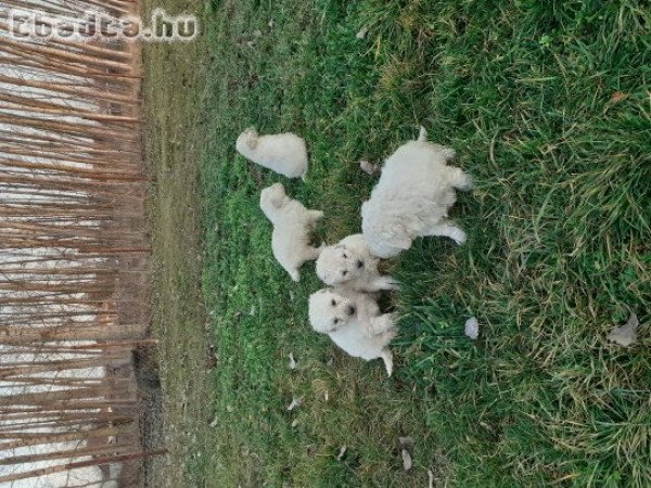 Komondor kiskutyák