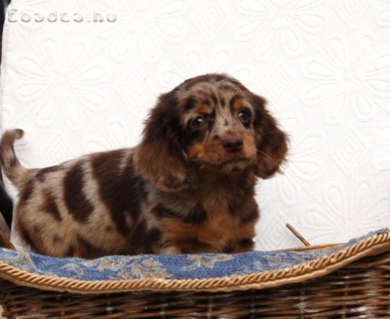 Long haired Dachshund