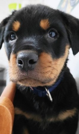 Rottweiler