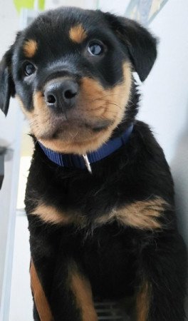 Rottweiler