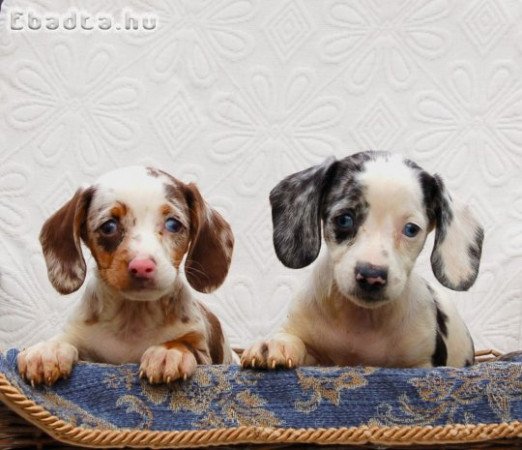 Dachshunds