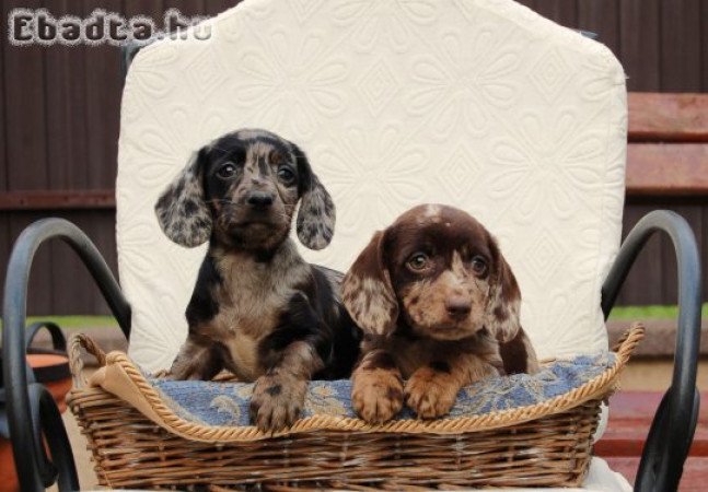 Dachshunds