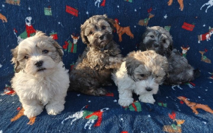 Bichon havanese