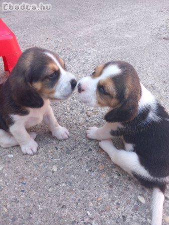 Eladó Fajta Tiszta Beagle Kiskutyák