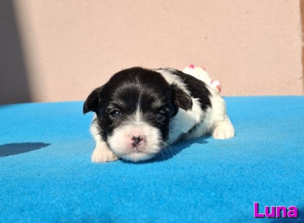 Bichon havanese