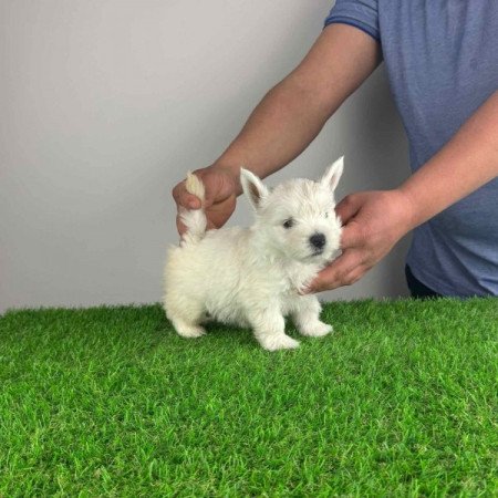 Westie West Highland White terrier