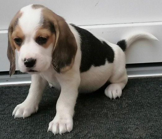 Beagle