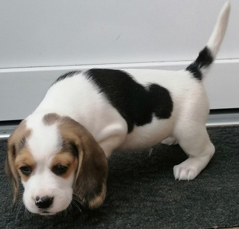 Beagle