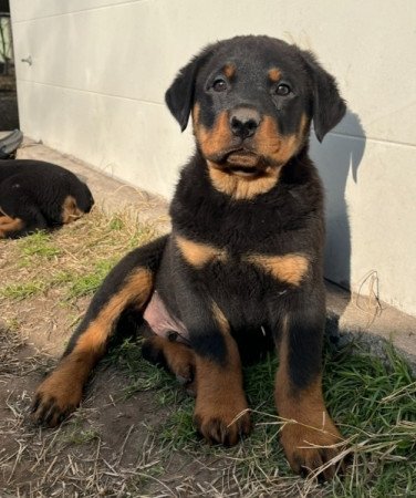 Rottweiler