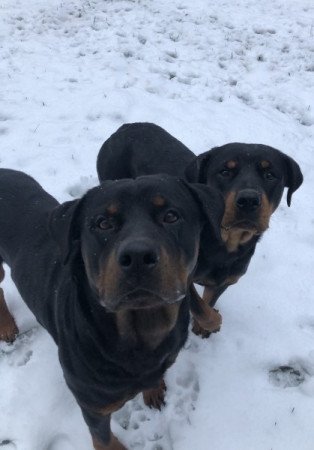 Rottweiler