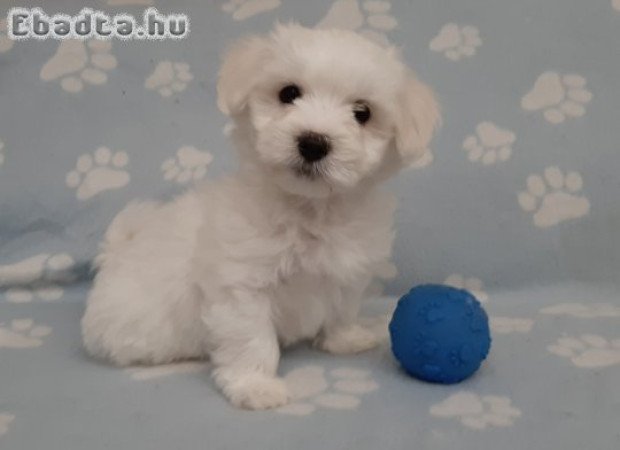 eladó máltai selyemkutya  ( nem maltipoo)