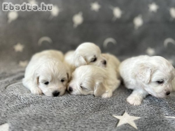 Bichon bolognese kölykök szerető gazdit keresnek