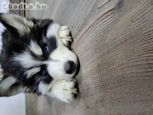 Szibériai husky kiskutyák költöznének