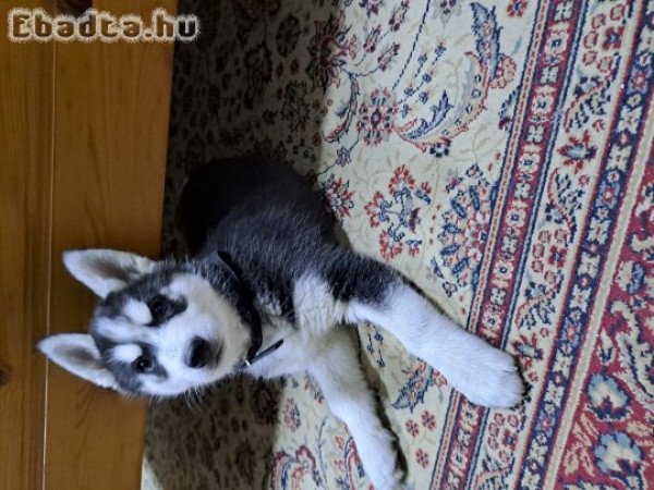Szibériai husky kiskutyák költöznének