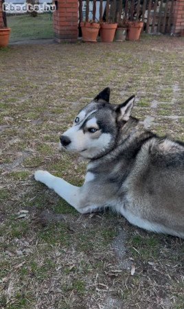 Eladó 2 éves kan husky kutya