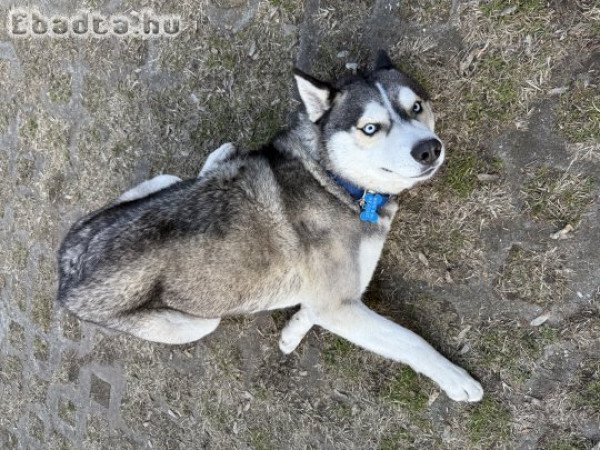 Eladó 2 éves kan husky kutya