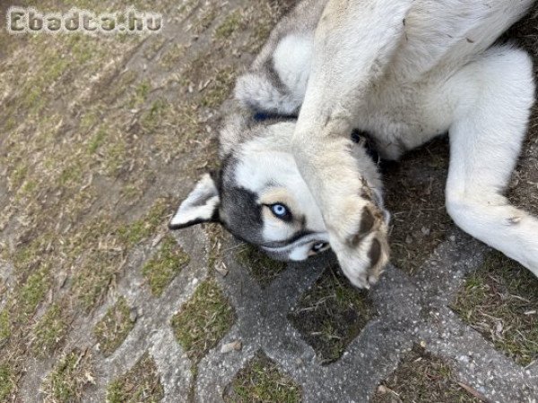 Eladó 2 éves kan husky kutya