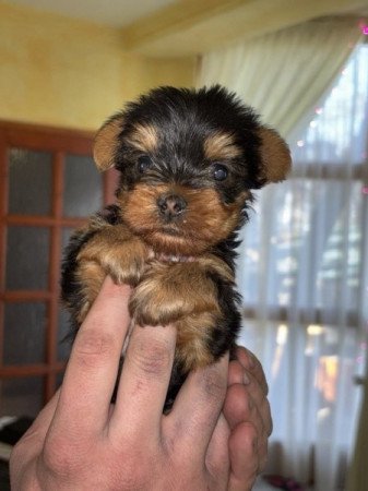 Yorkshire terrier