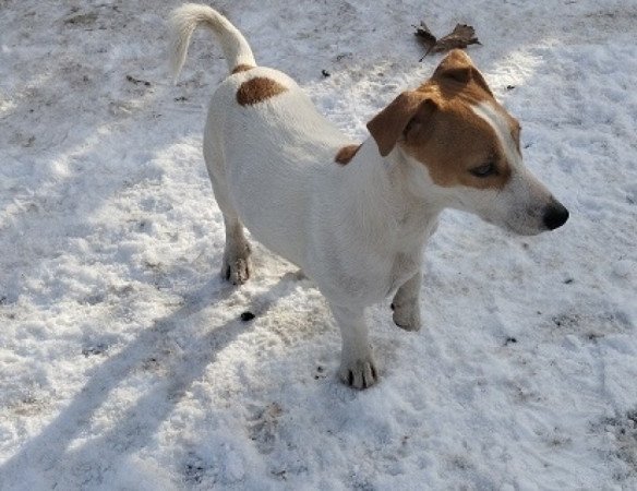 Jack Russel terrier