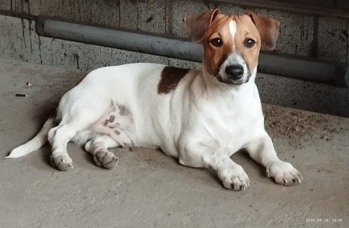 Jack Russel terrier