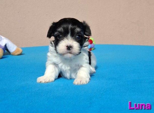 Bichon havanese