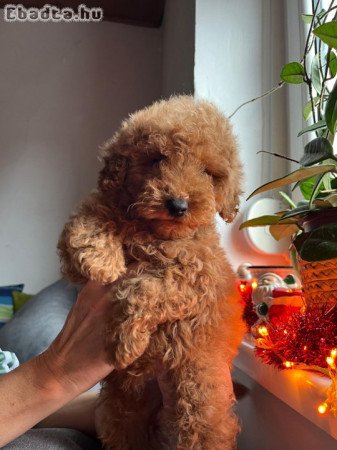 MINI POODLE