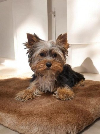 Yorkshire Terrier