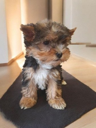 Yorkshire Terrier