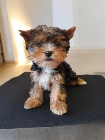 Yorkshire Terrier