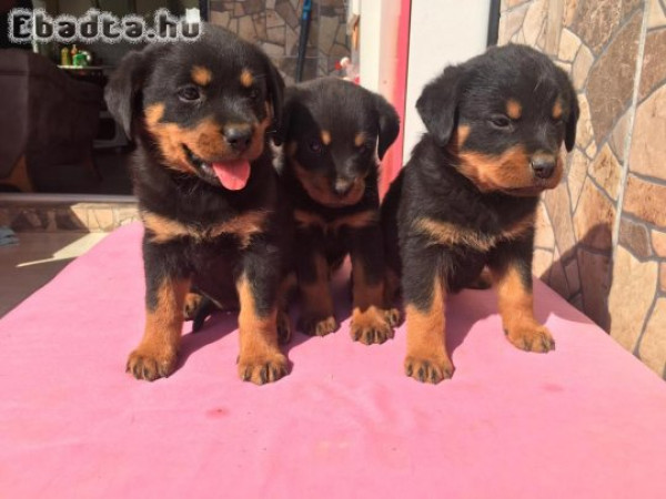 A rottweiler kölyköknek jó családra van szükségük