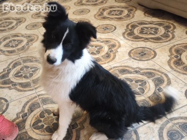 Border collie