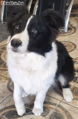 Border collie